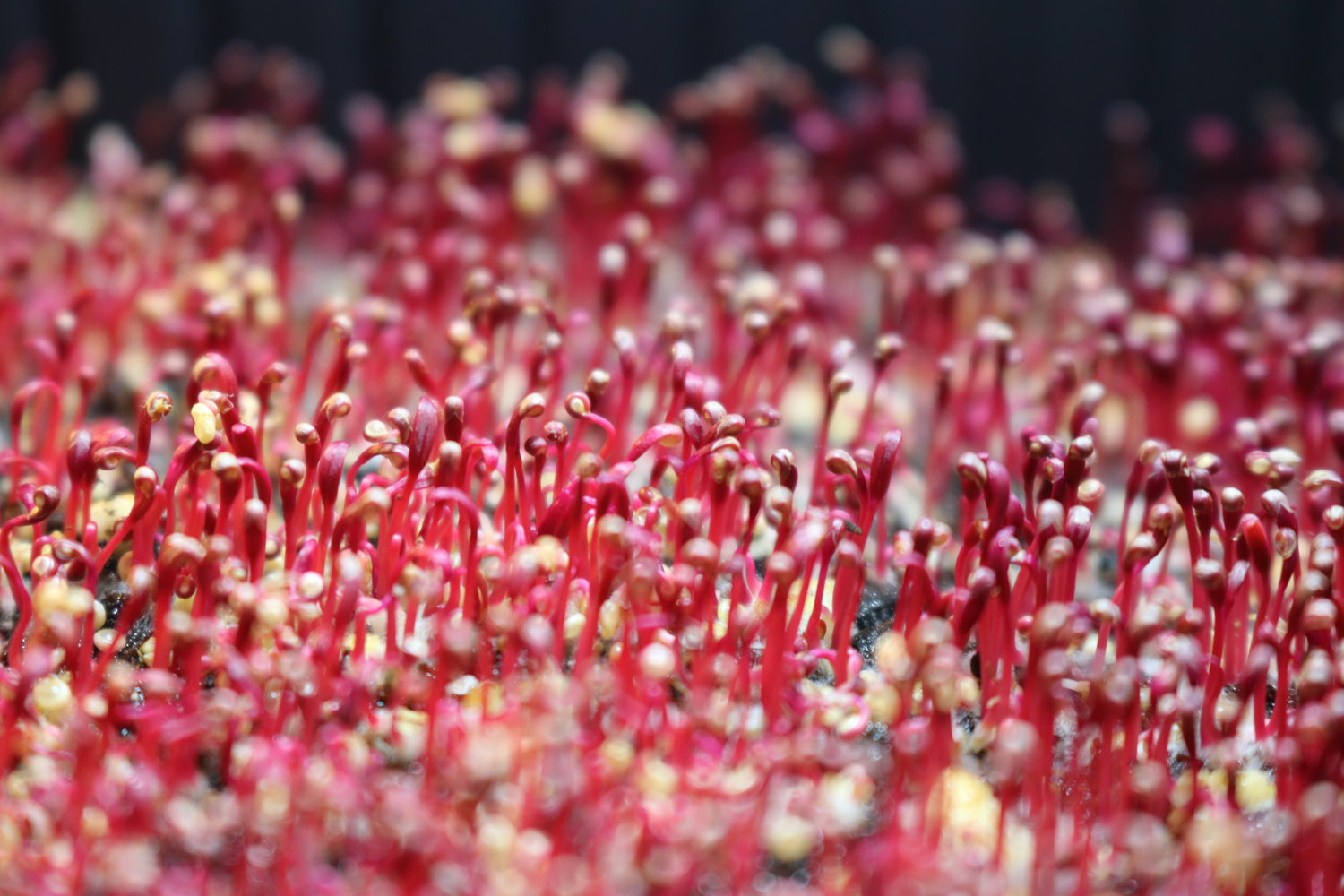 comment faire pousser des micropousses - Les Sourciers comment faire pousser des micropousses - Les Sourciers