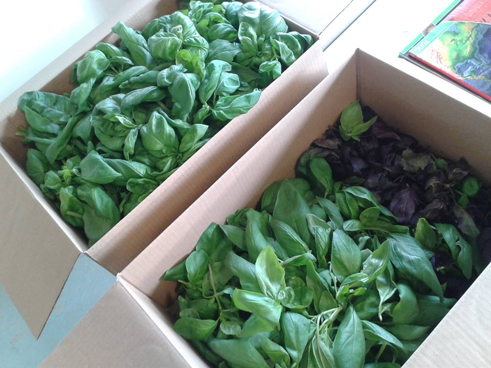 Basilic Italien