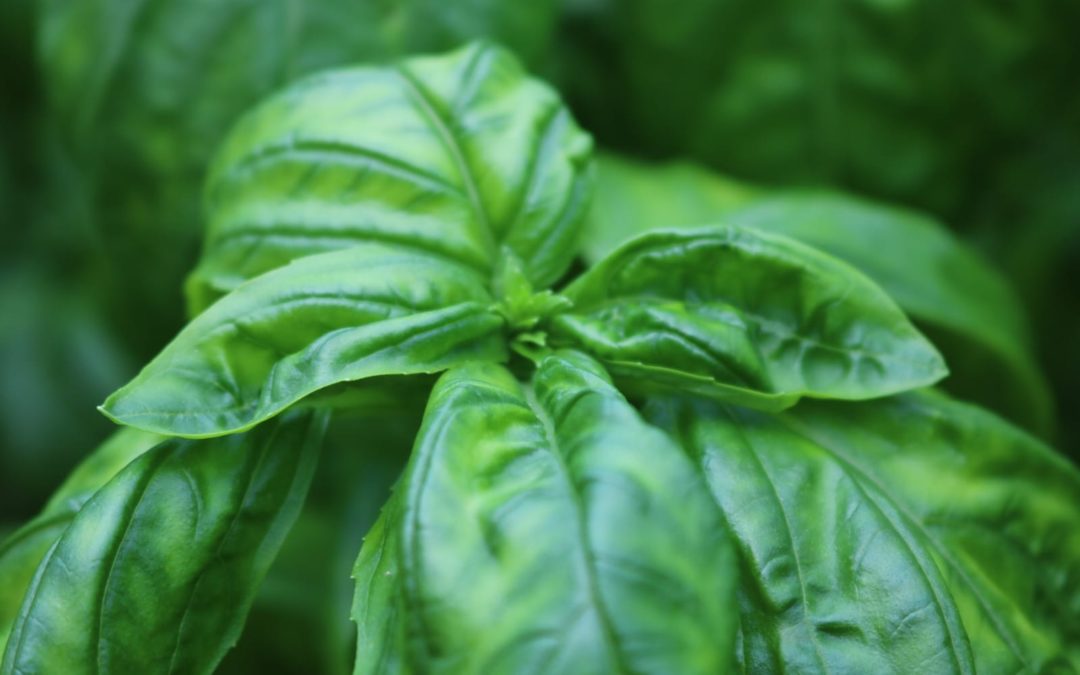 My pesto recipe !