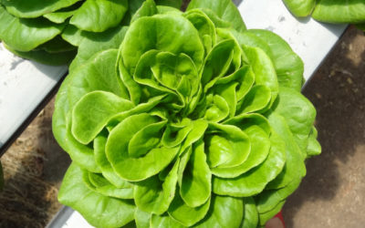 Our Hydroponics World Tour