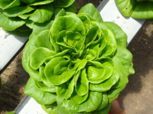 Our Hydroponics World Tour