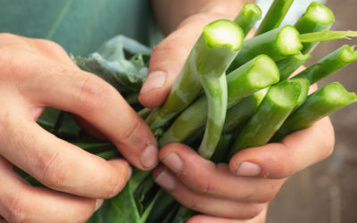 Hydroponie : qu’en est-il du terroir ?