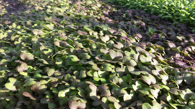 2015-12-03-14-57-05 growing at urban farmers