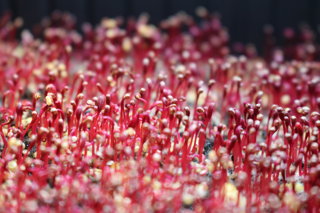 MICROGREENS shot microgreens in close caption