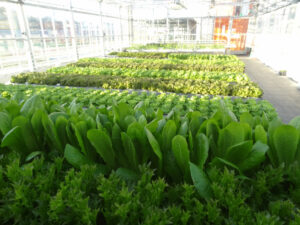 dsc02870 lettuce at Urban Farmers