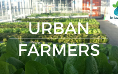 Meeting Urban Farmers in Switzerland