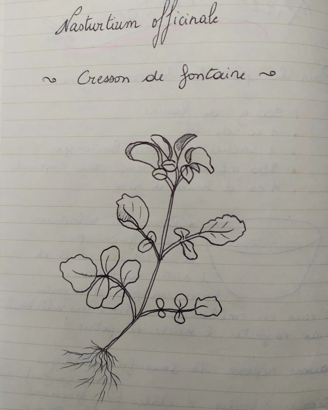 Salade cressonnière - les sourciers