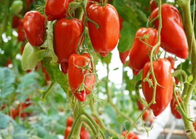 tomates les sourciers