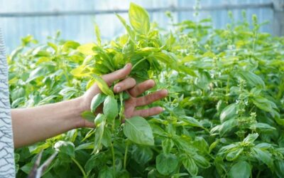 Basilic : comment bien le tailler pour obtenir une récolte abondante ?