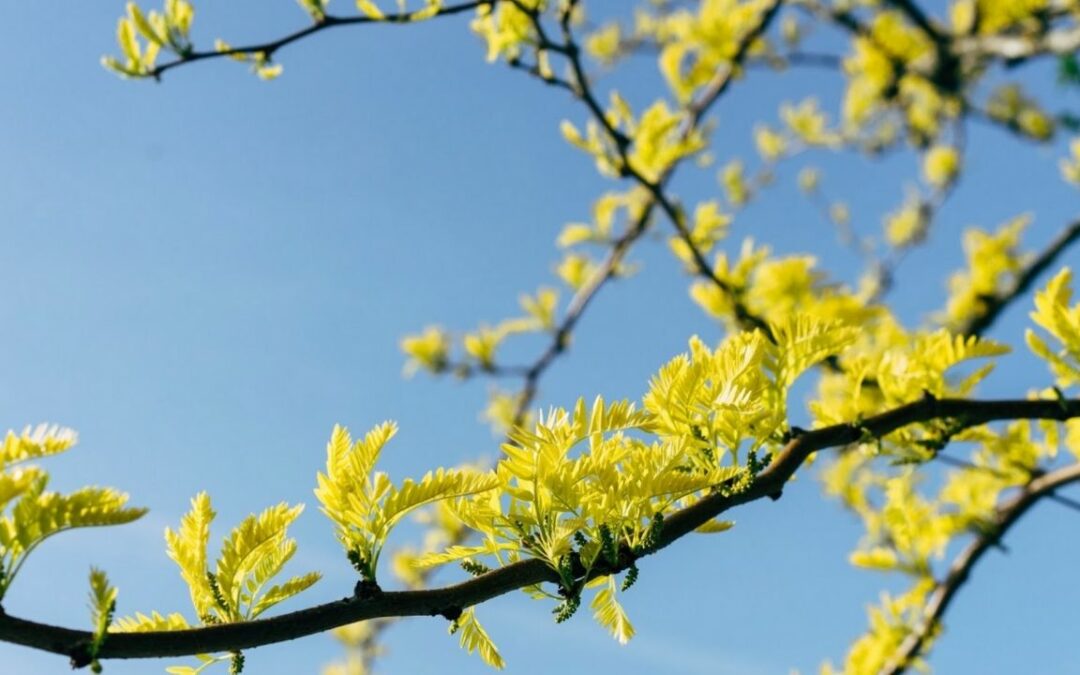 Agroforesterie : réconcilier l’arbre et l’agriculture
