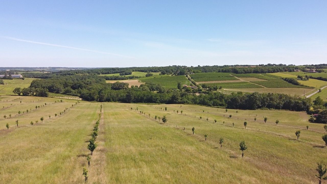 agroforesterie : arbres et agriculture