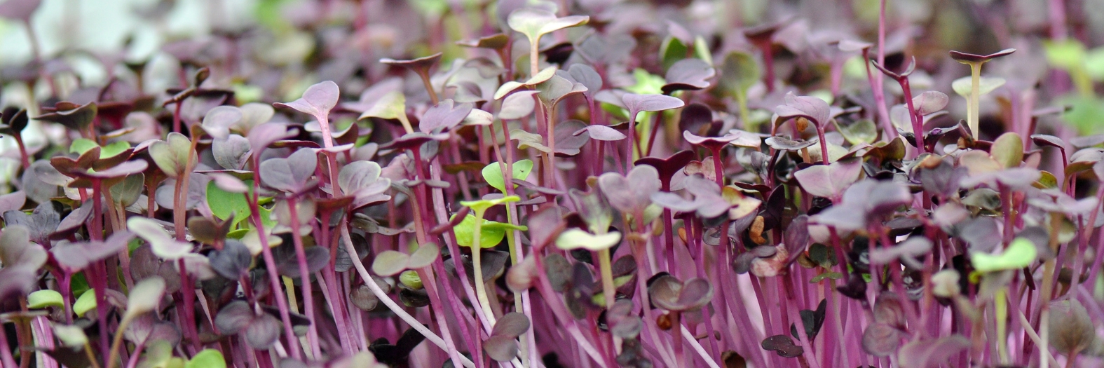 Microgreens greenhouse