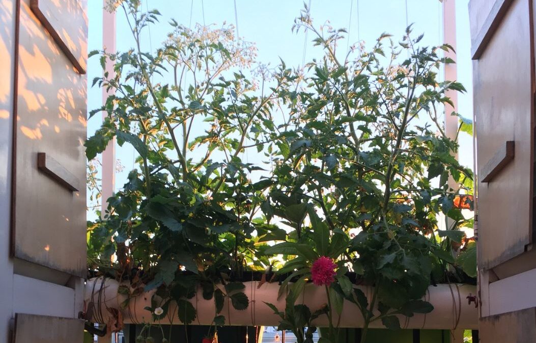 5 plantes faciles pour débuter en hydroponie à la maison