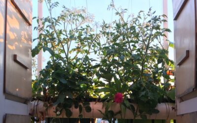 5 plantes faciles pour débuter en hydroponie à la maison