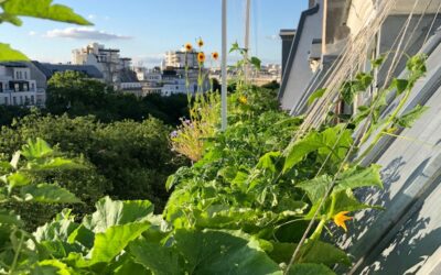 Hydroponie : cultiver sur un balcon à Paris ? Le témoignage de Jean #7