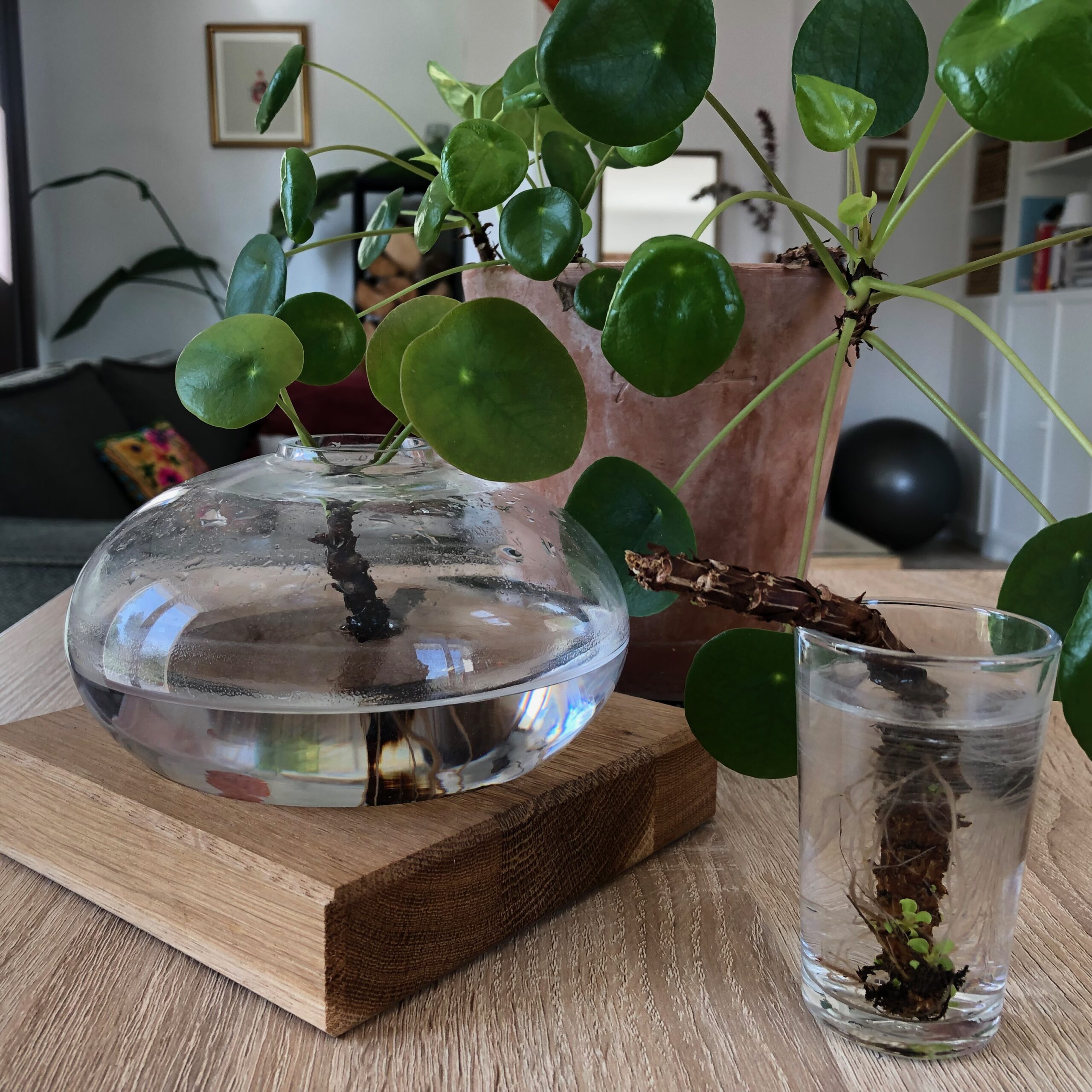 Plantes d'intérieur faciles à bouturer : le Pilea