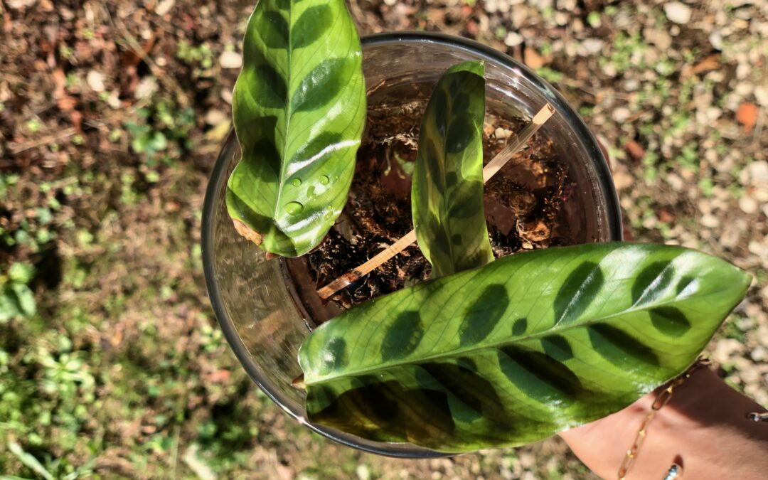Boutures : mon top 3 des plantes d’intérieur faciles à multiplier !