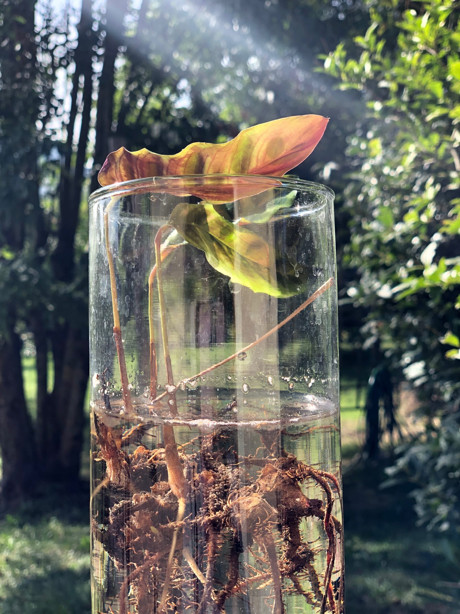 Plantes d'intérieur faciles à bouturer : la Calathea