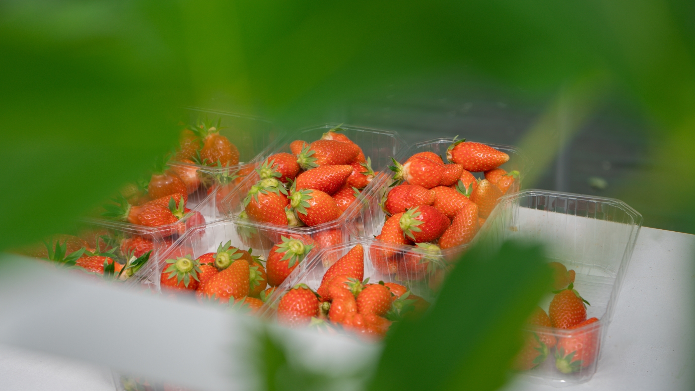 Formation Produire des Fraises par Les Sourciers - 00003 Tout du monde Hydro