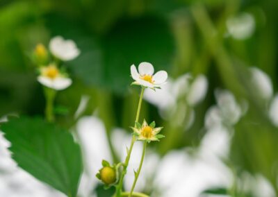 fleurs de fraises