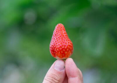Formation Produire des Fraises par Les Sourciers