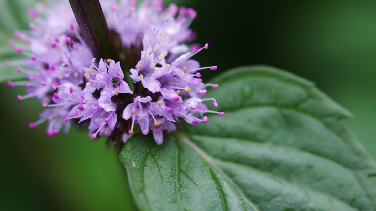 article tuto comment bien tailler la menthe fleurs de menthe comestibles