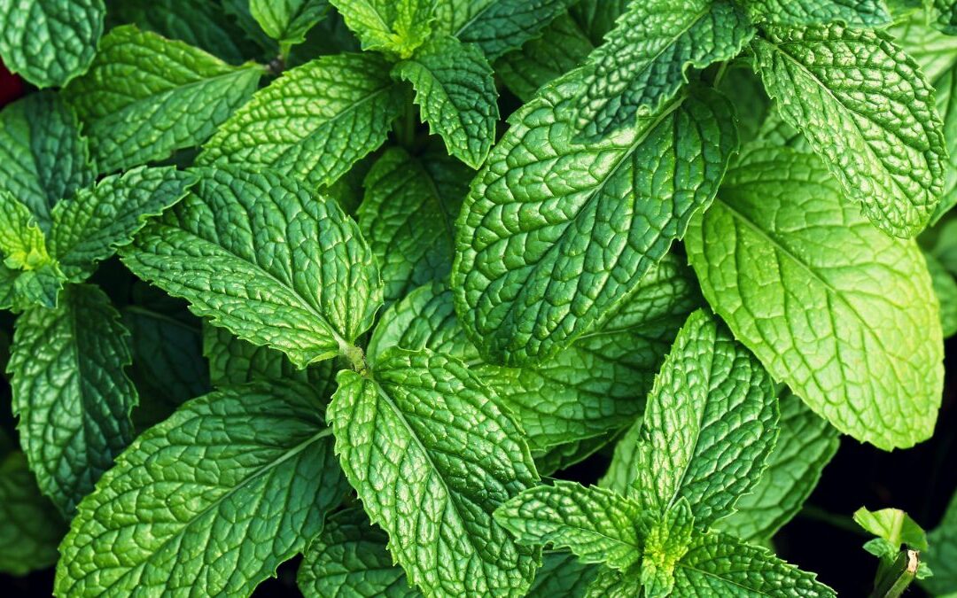Tuto : comment bien tailler la menthe ?
