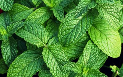 Tuto : comment bien tailler la menthe ?