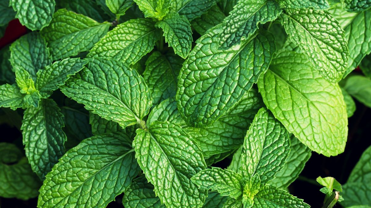 tuto comment bien tailler la menthe