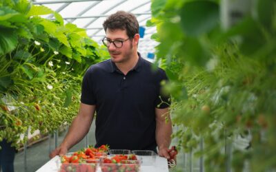 Nos conseils pour planter ses fraisiers et obtenir une belle récolte