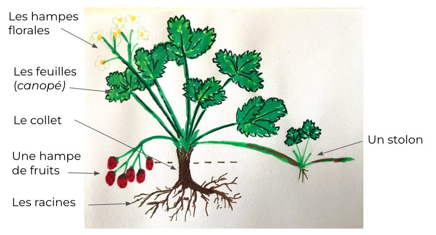 physiologie de la fraise physiologie de la fraise