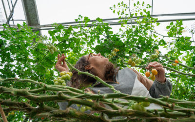 5 plantes à éviter quand on débute en hydroponie à la maison