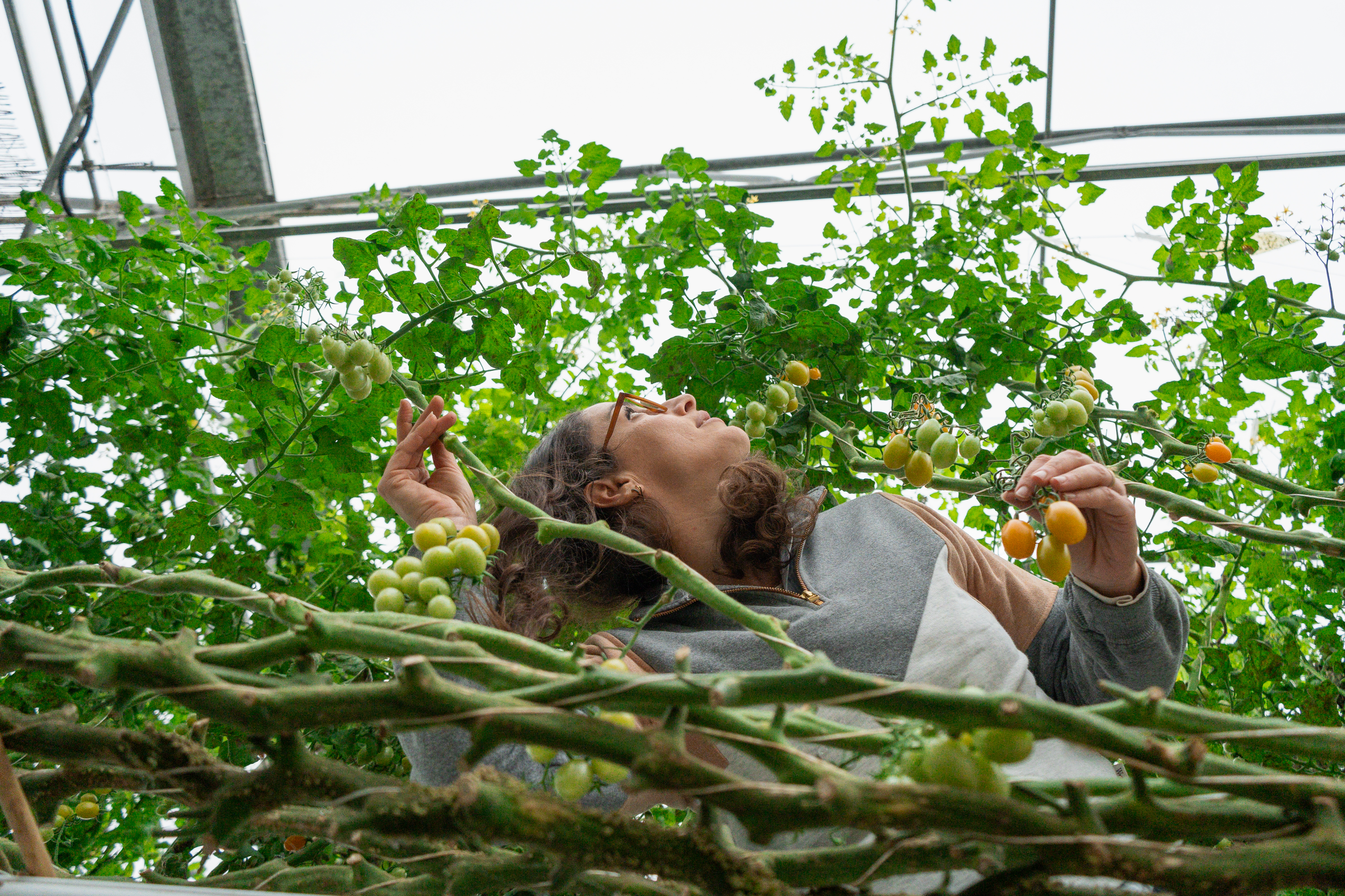 tomate hydroponie