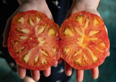 cultiver tomate hydroponie