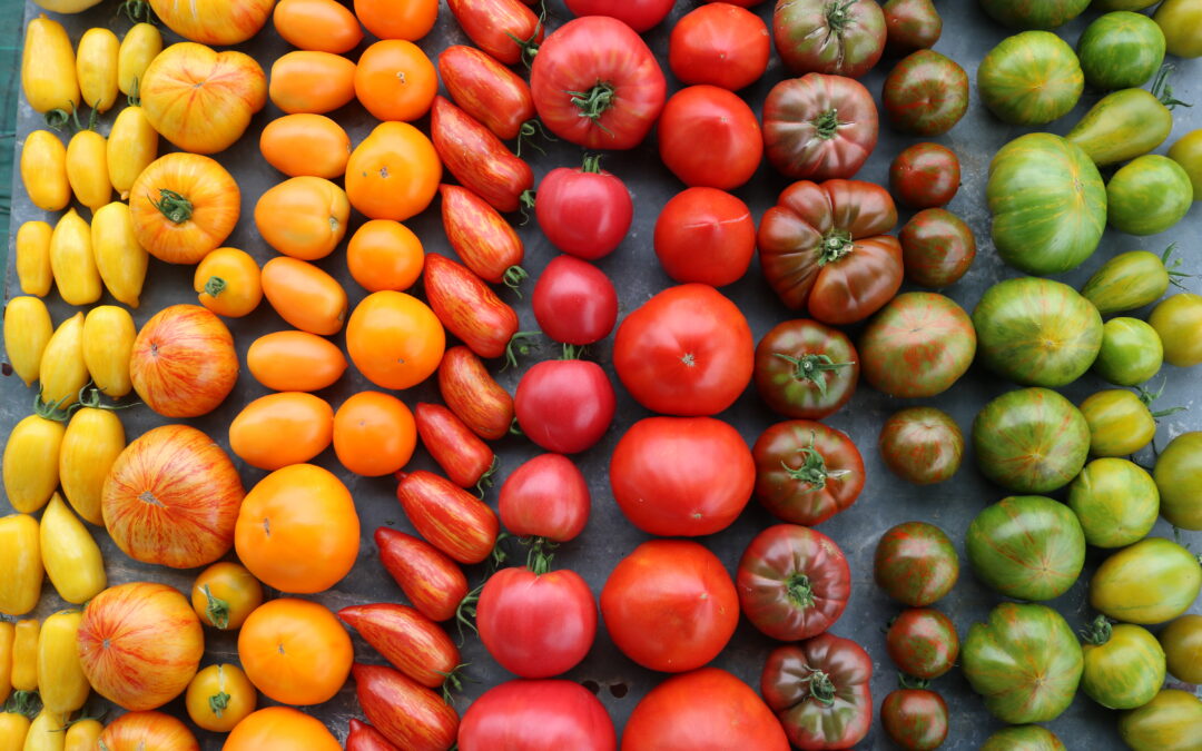 Cultiver des tomates en hydroponie : étapes et conseils