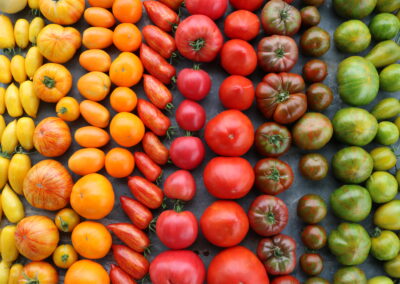 tomate hydroponie