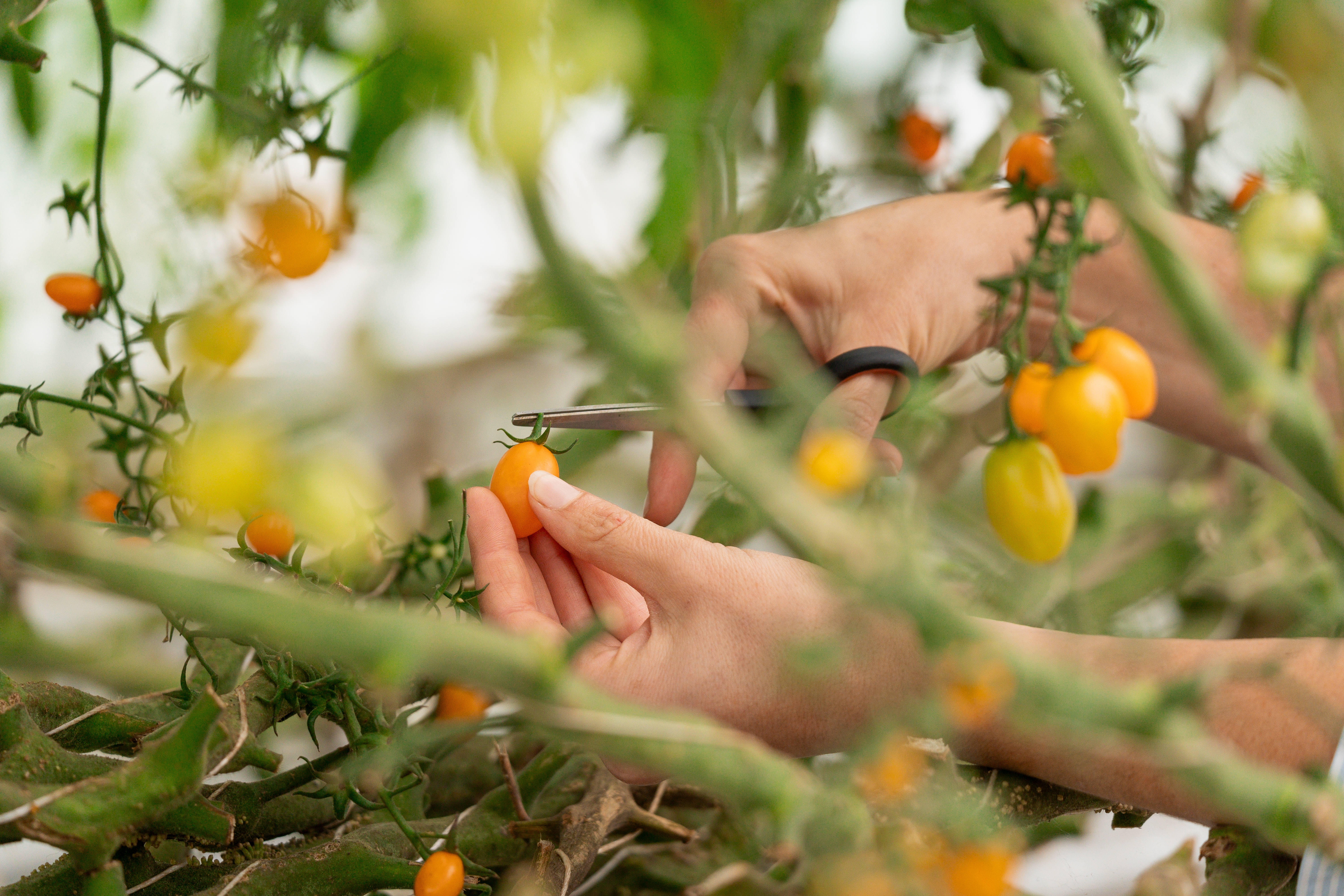 tomate en hydroponie orange banana