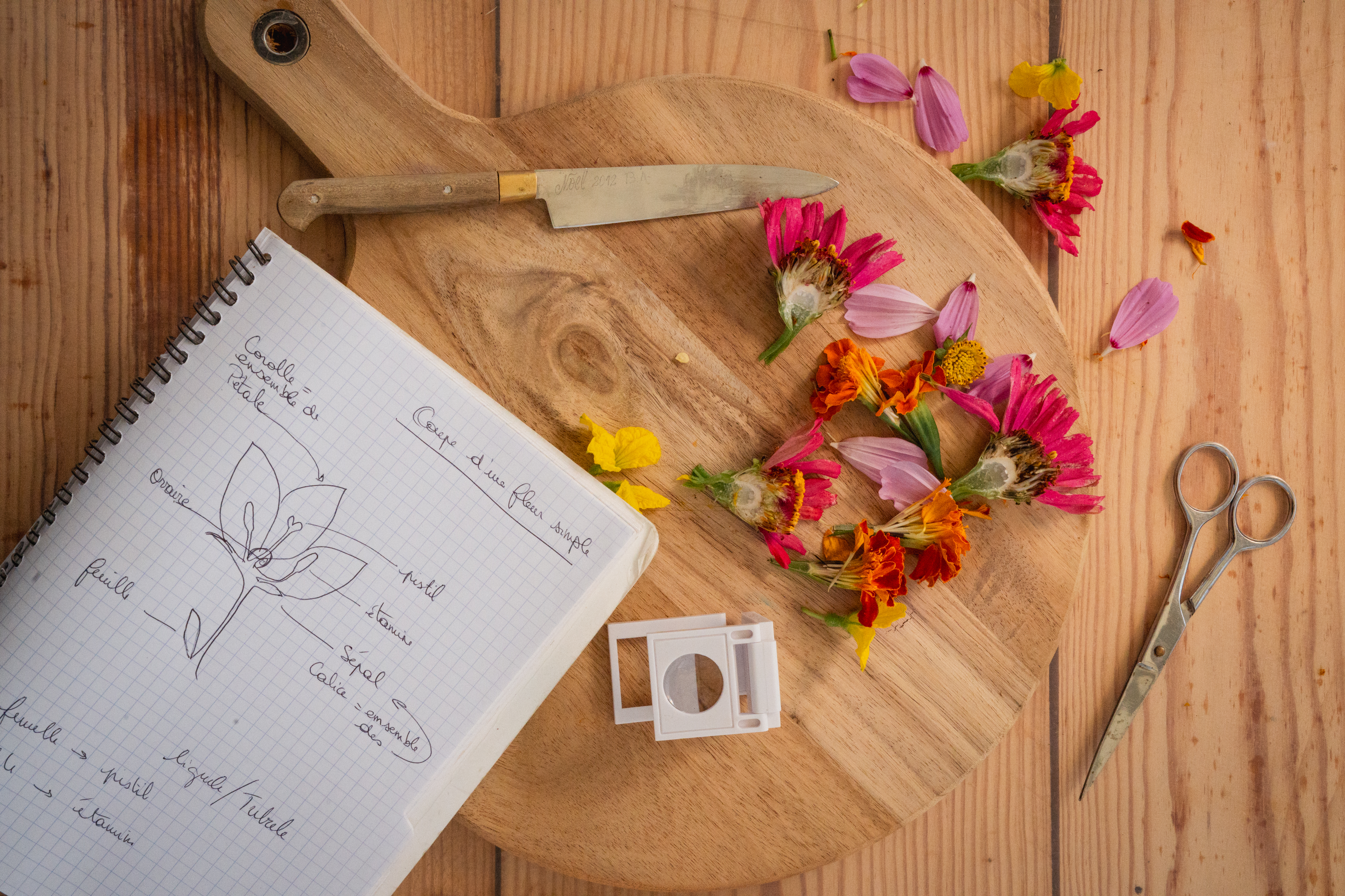 Formation Comprendre les plantes