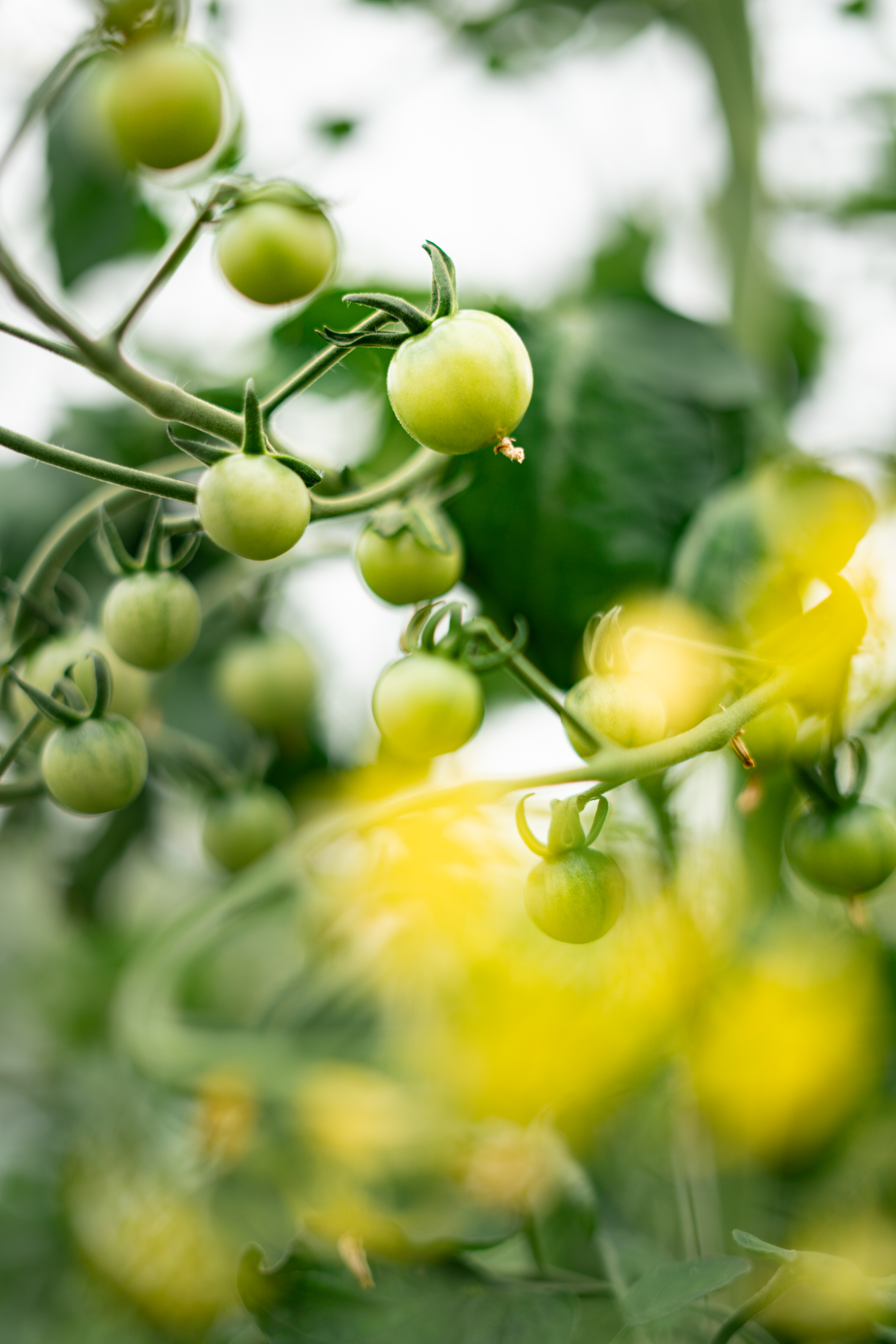 La floraison des tomates