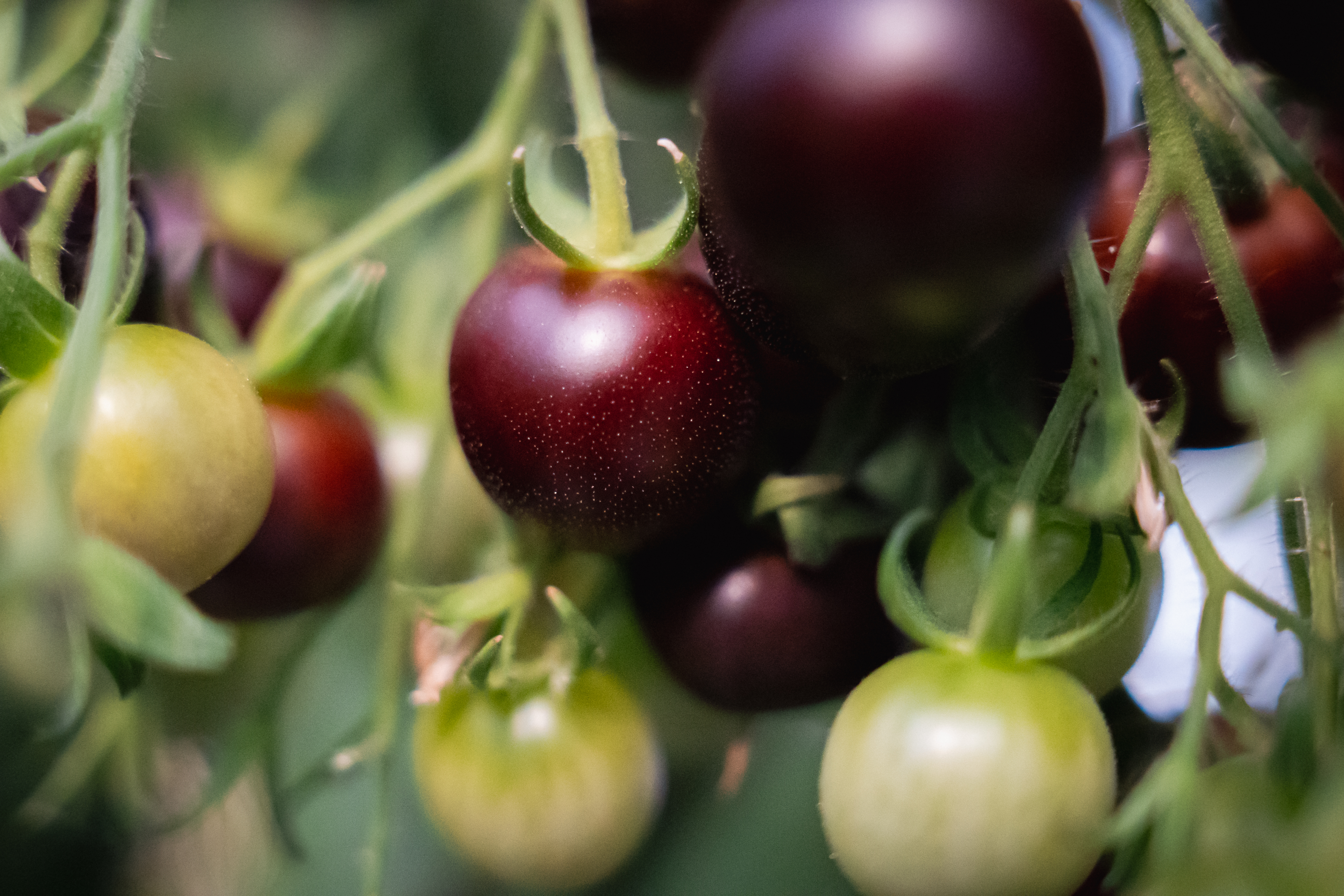 Tomate noire de crimée