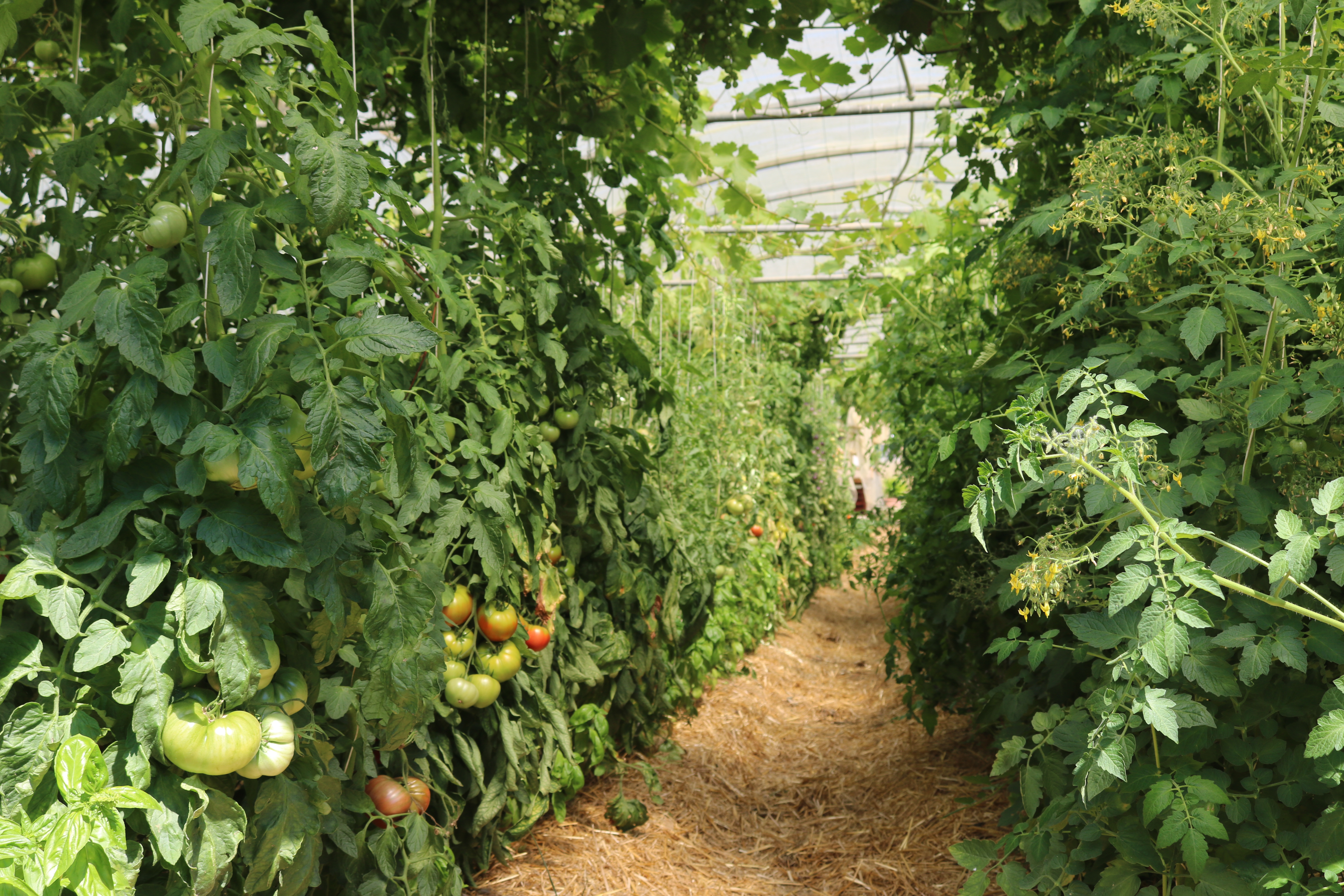 tunnel tomate cyril