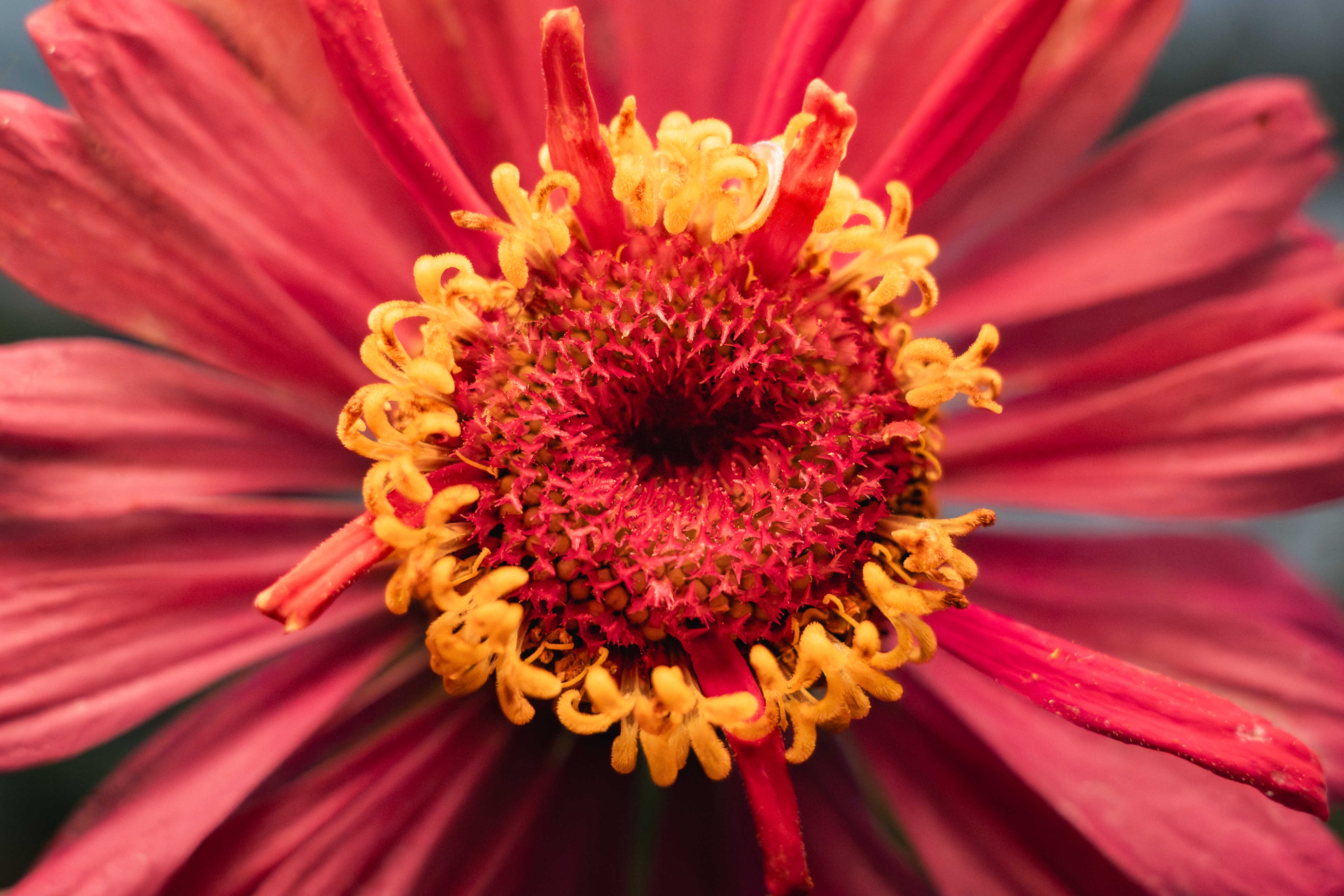 zinnia hydroponie bioponie