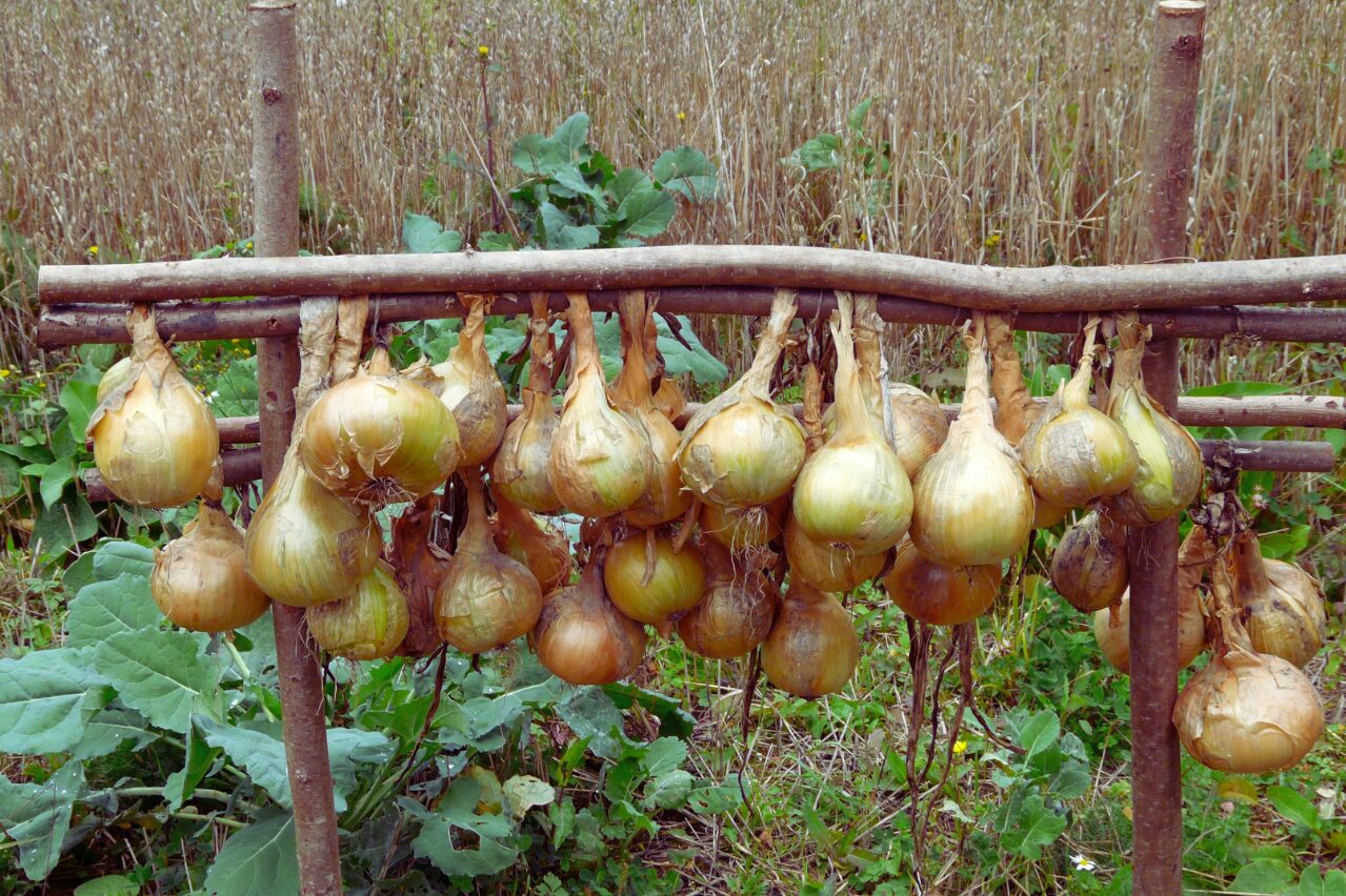 Oignons