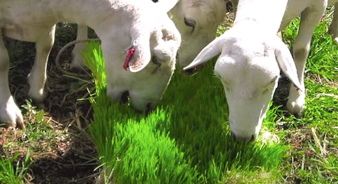 Le fourrage vert : l’essentiel à savoir
