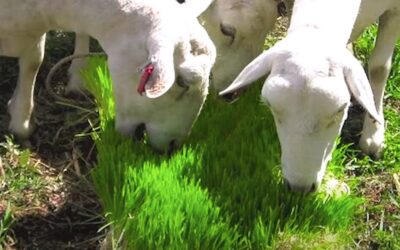Le fourrage vert : l’essentiel à savoir