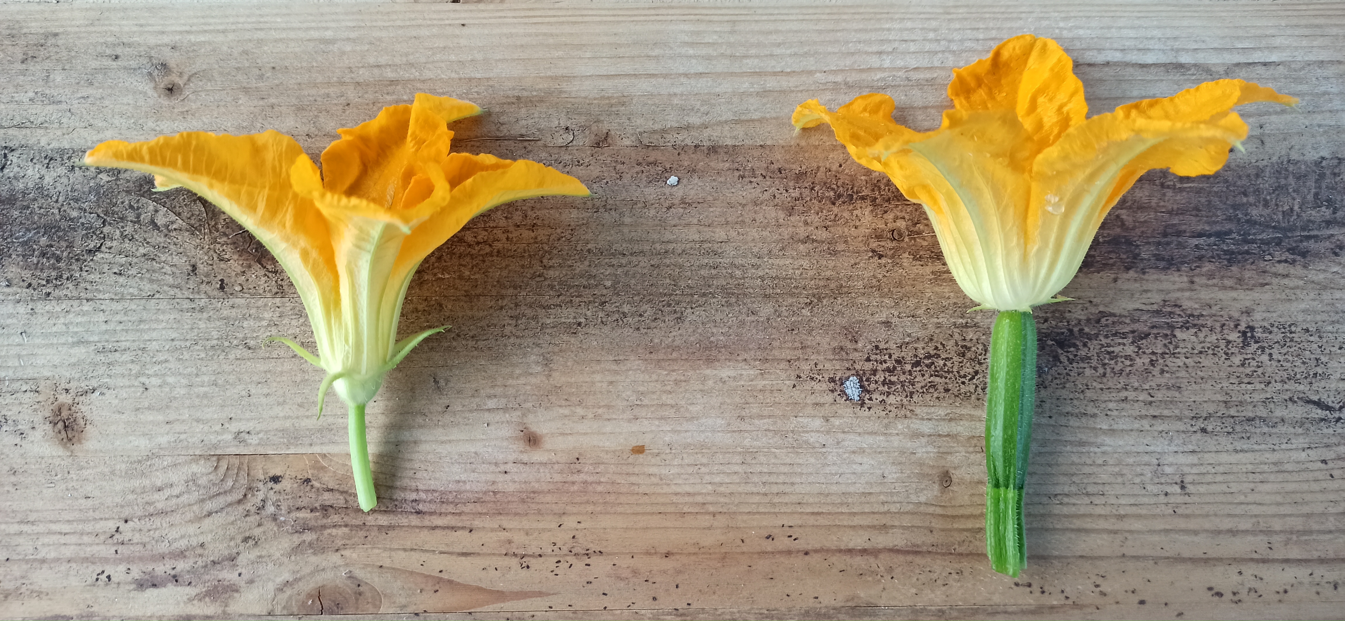 fleurs male et femelle de courgette