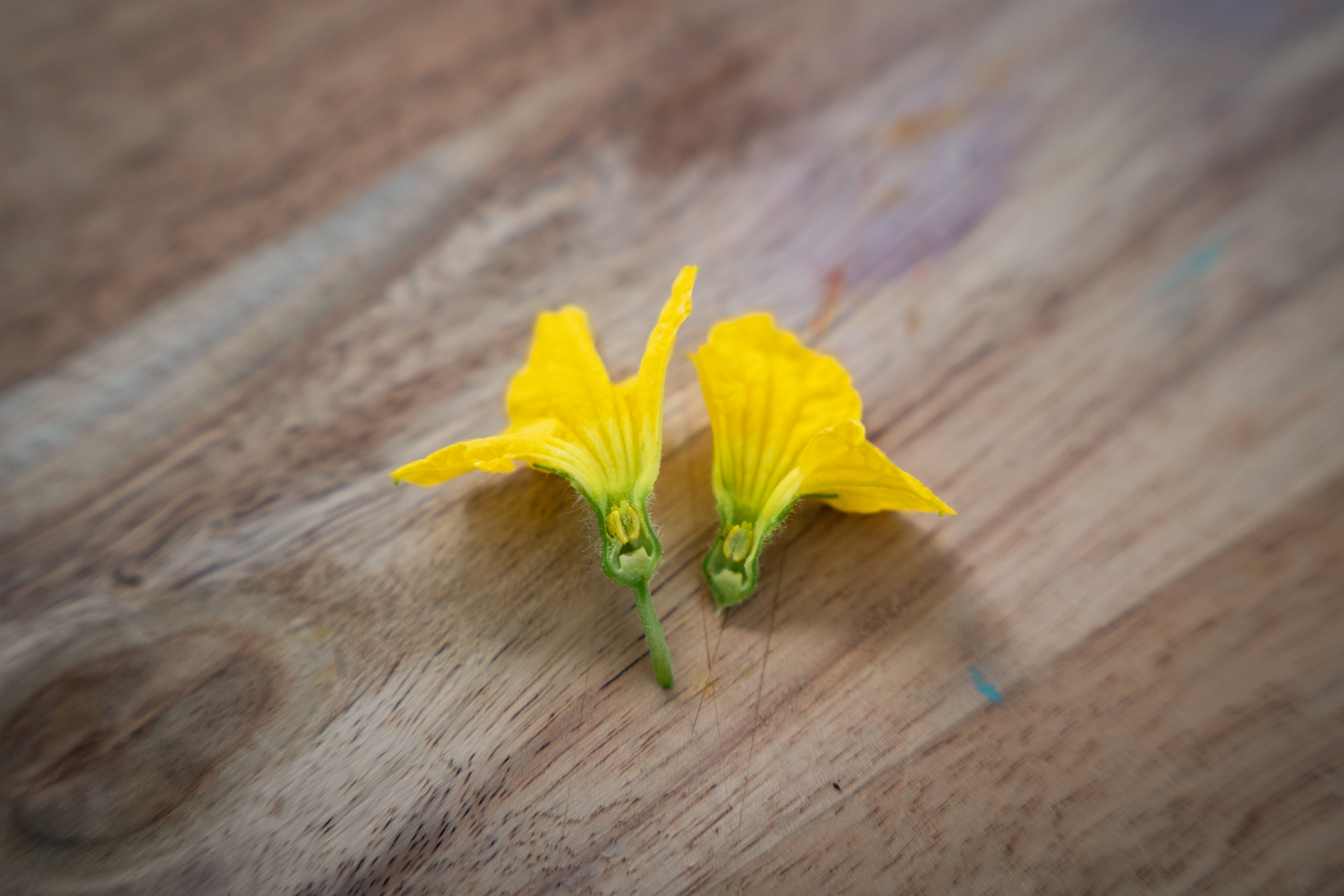 fleurs de courgettes