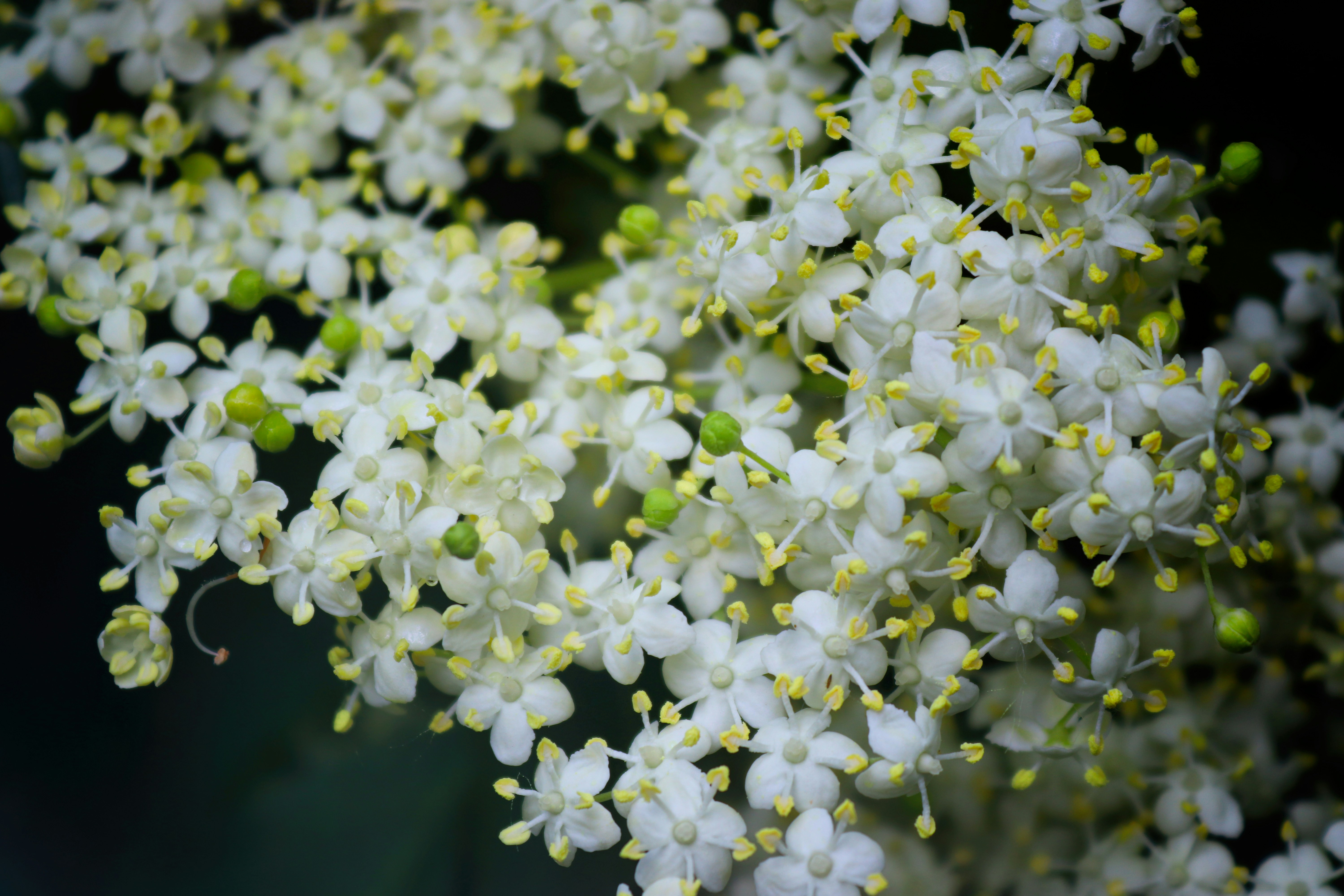 Zoom sur la fleur de sureau