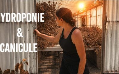 Canicule : l’hydroponie résiste-t-elle vraiment à la chaleur ?