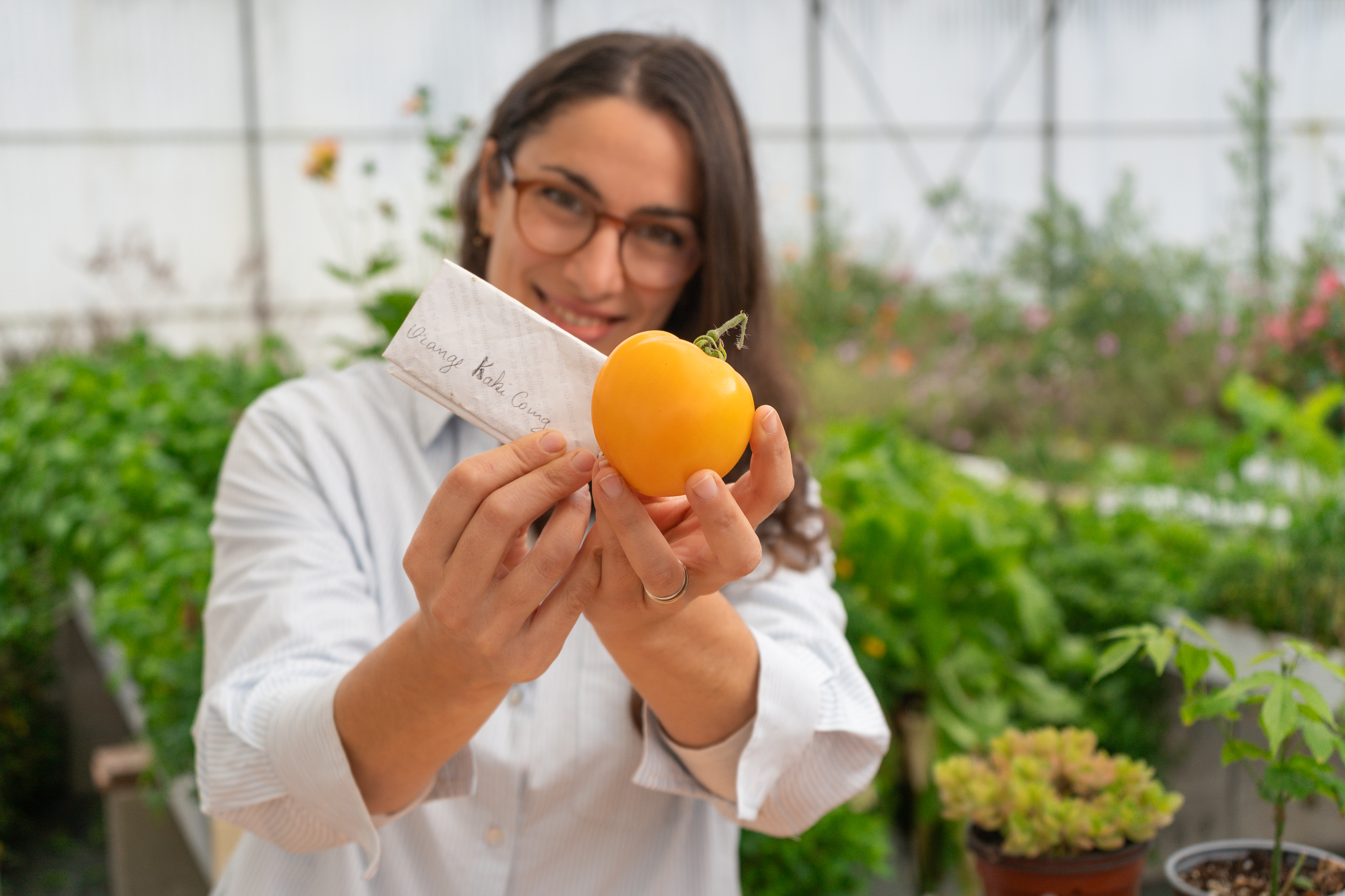 Récupérer ses graines de tomates